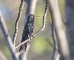 Cynanthus doubledayi