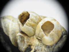 Hexanauplia