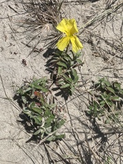 Oenothera drummondii