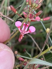 Lopezia racemosa