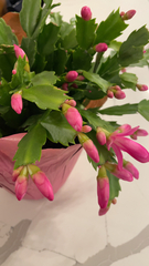 Schlumbergera truncata