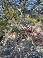 Prosopis velutina