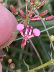 Lopezia racemosa