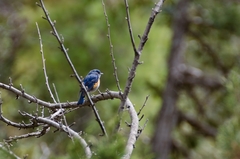 Tarsiger rufilatus