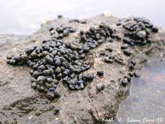 Melarhaphe neritoides