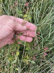 Lopezia racemosa