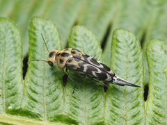 Glipa malaccana