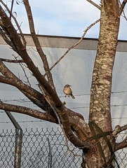 Mimus polyglottos
