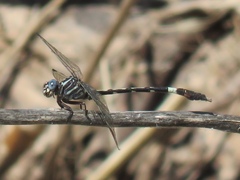 Phyllogomphoides pacificus