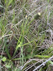 Hypochaeris radicata