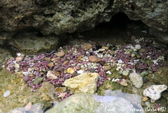 Phymatolithon calcareum