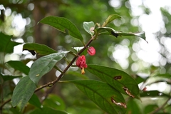 Drymonia coccinea