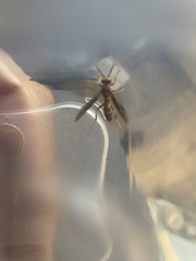 Polistes arizonensis