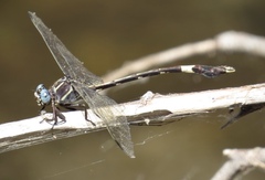 Phyllogomphoides nayaritensis