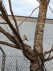 Mimus polyglottos