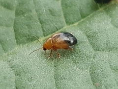 Nisotra bicolorata