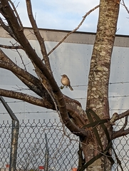 Mimus polyglottos
