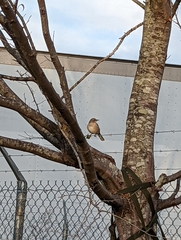 Mimus polyglottos