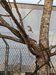 Mimus polyglottos