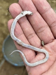 Oligodon taeniolatus