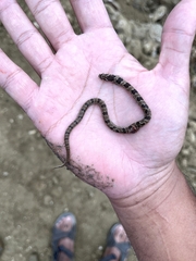 Oligodon taeniolatus