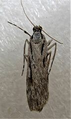 Scoparia indistinctalis