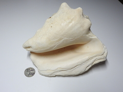 Macrostrombus costatus