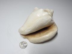 Macrostrombus costatus