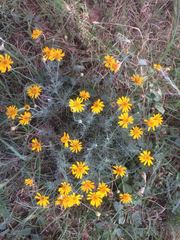 Thymophylla setifolia