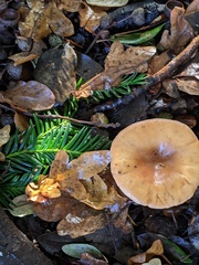 Paralepista flaccida