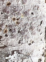 Lecanora subpallens