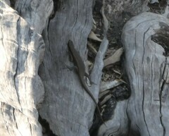 Trachylepis