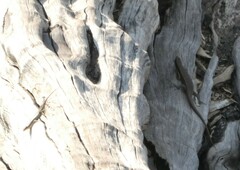 Trachylepis
