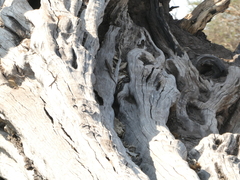 Trachylepis