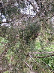Casuarina cunninghamiana
