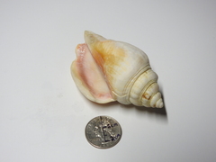 Strombus alatus