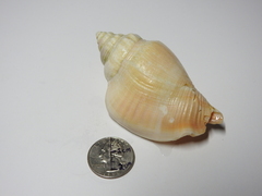 Strombus alatus