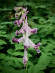 Corydalis scouleri