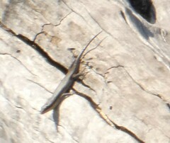 Trachylepis