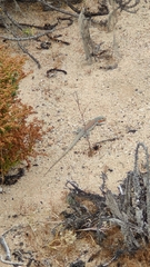 Callopistes maculatus