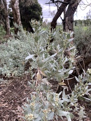 Atriplex cinerea