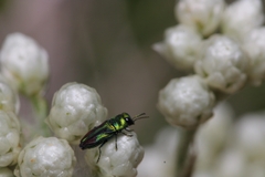 Bilyaxia concinna
