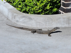 Varanus rosenbergi