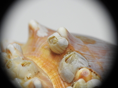 Amphibalanus improvisus