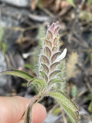 Tetramerium