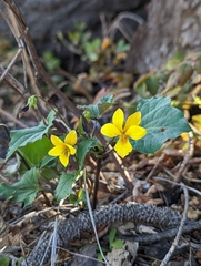 Viola lobata integrifolia