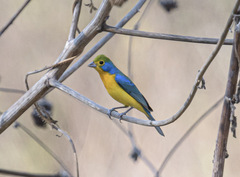 Passerina leclancherii