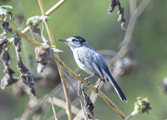 Polioptila albiloris
