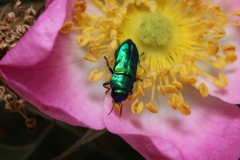 Bilyaxia concinna