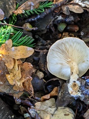 Paralepista flaccida